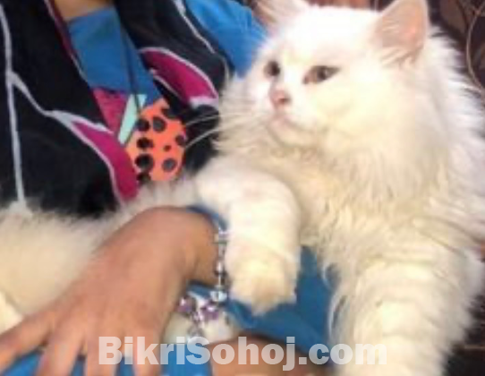 Persian cat